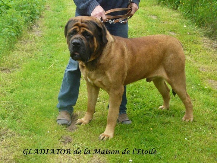 Publication : De La Maison De L'étoile Auteur : BEATA