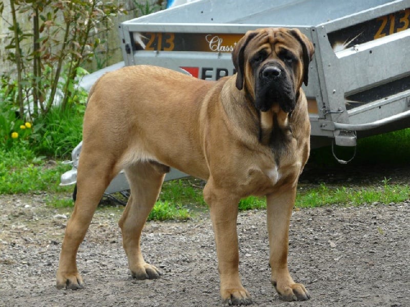 Publication : De La Maison De L'étoile Auteur : BEATA