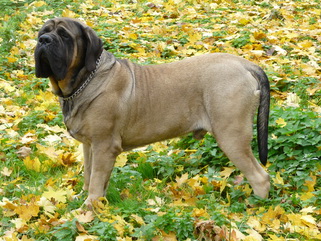 Publication : De La Maison De L'étoile