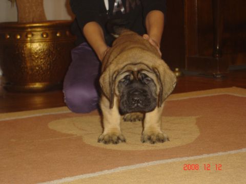 Publication : De La Maison De L'étoile