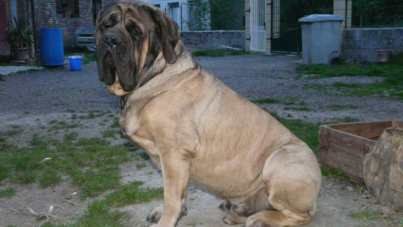 Publication : De La Maison De L'étoile