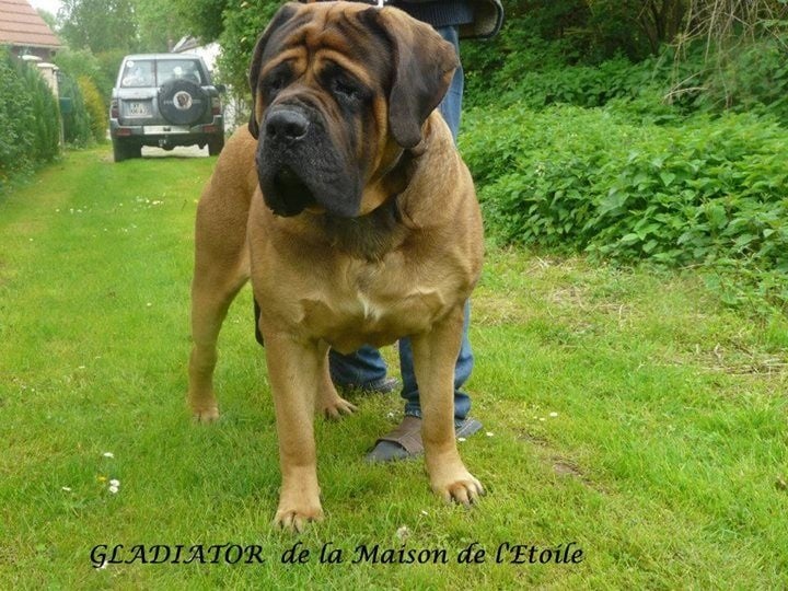 Publication : De La Maison De L'étoile Auteur : BEATA