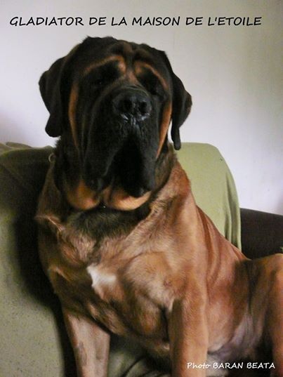 Publication : De La Maison De L'étoile Auteur : BEATA