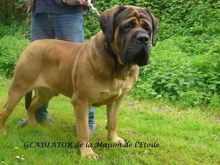 Publication : De La Maison De L'étoile Auteur : BEATA