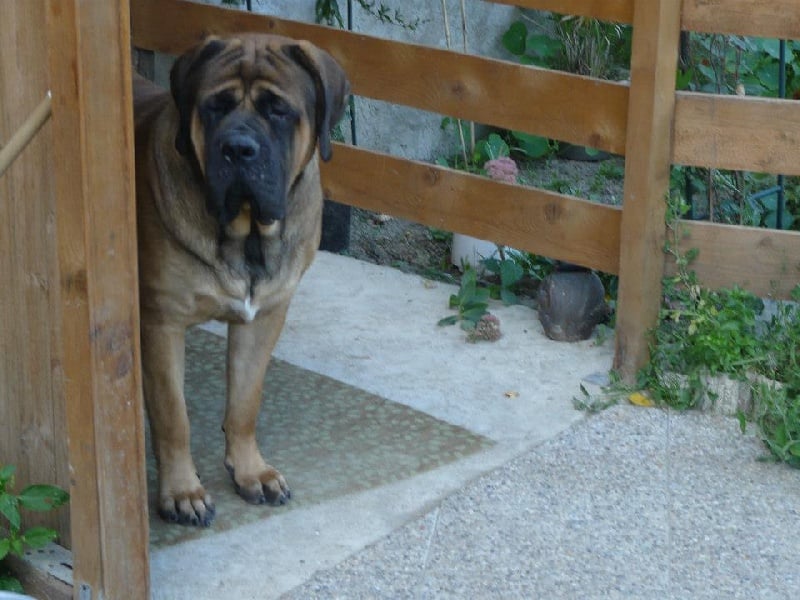 Publication : De La Maison De L'étoile Auteur : BEATA