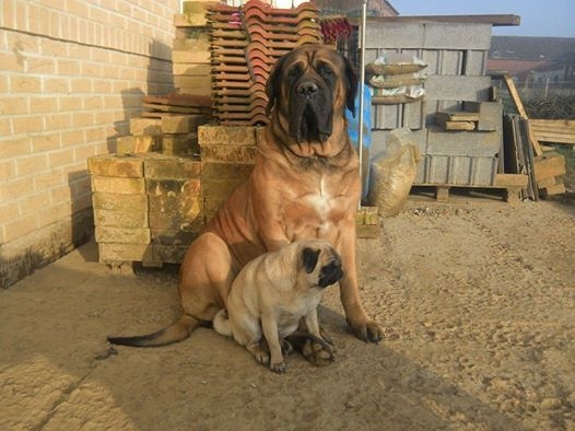 Gala De La Maison De L'étoile