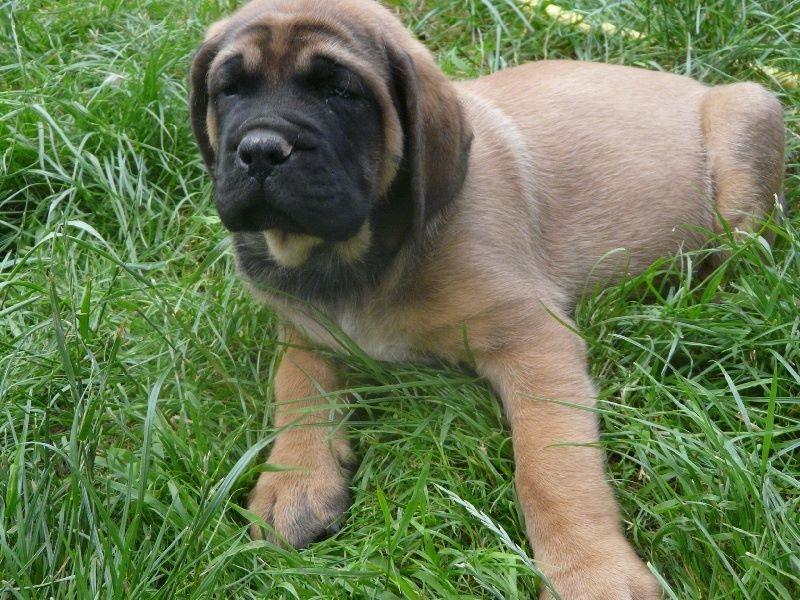 Gala De La Maison De L'étoile