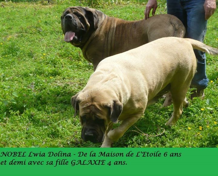 Publication : De La Maison De L'étoile