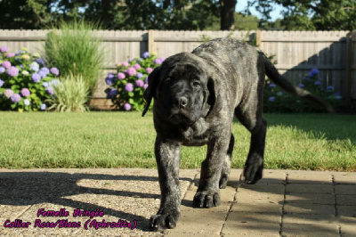 Les chiots de Mastiff
