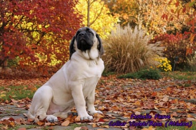 Les chiots de Mastiff