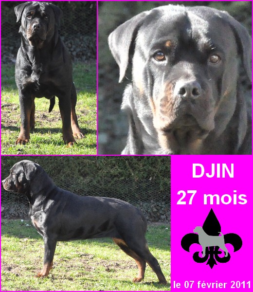 Djin de la force tendre
