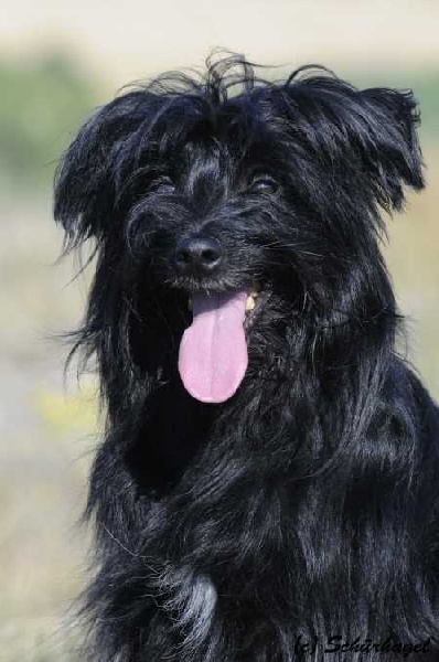 Publication : Von Der Happy Horse Farm Auteur : Brigitte Strasser