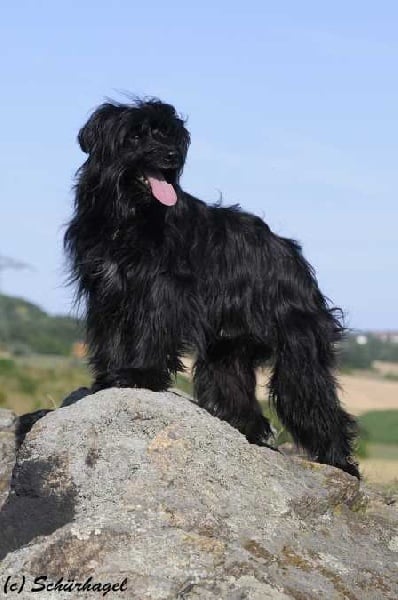 Publication : Von Der Happy Horse Farm Auteur : Brigitte Strasser