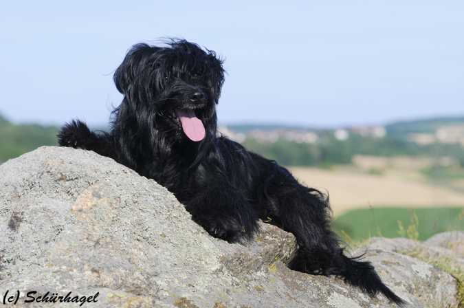 Publication : Von Der Happy Horse Farm Auteur : Brigitte Strasser