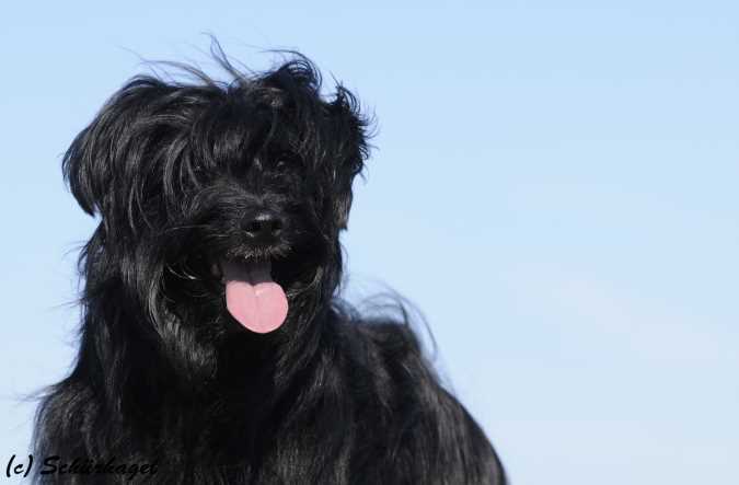 Publication : Von Der Happy Horse Farm Auteur : Brigitte Strasser