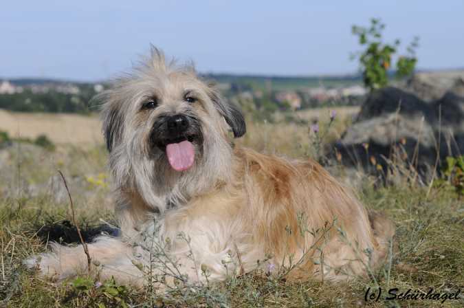 Publication : Von Der Happy Horse Farm