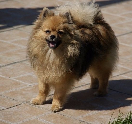 Publication : Des Rêves éternels