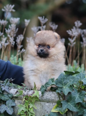 Les chiots de Spitz allemand