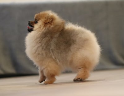 Les chiots de Spitz allemand