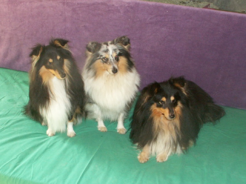 Harry mage ( dit jim ) Du Val Des Delices De Chimene