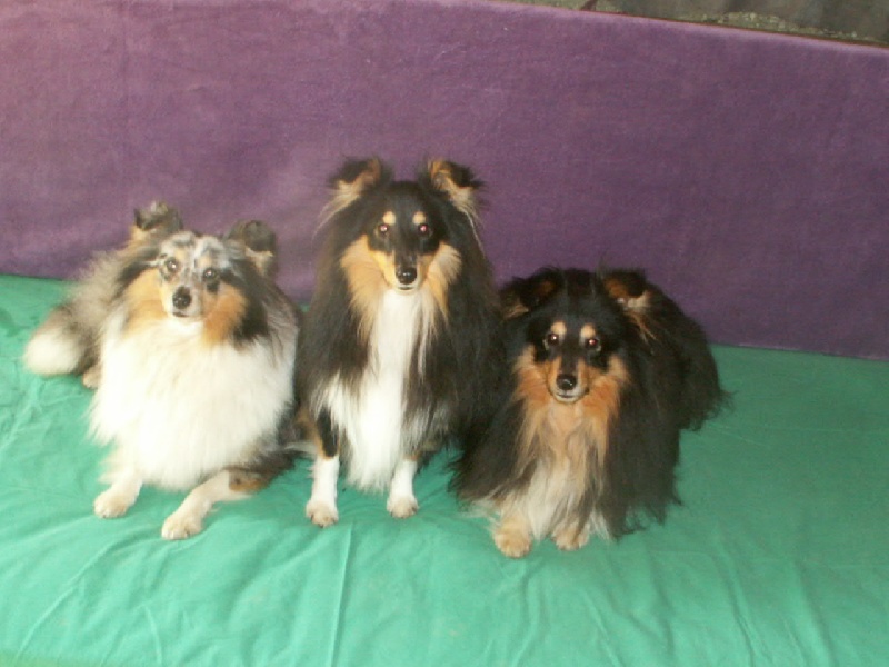 Harry mage ( dit jim ) Du Val Des Delices De Chimene