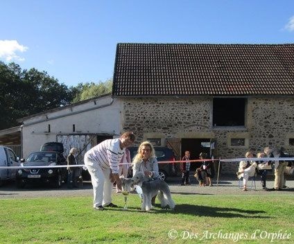 CH. toolbox Super trouper dite olga - 1ère EXc Classe Travail, BIS Travail, Meilleure Paire avec Jaslane