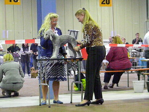 CH. toolbox Super trouper dite olga - Best of Breed, Meilleur Baby de la race - Très prometteur