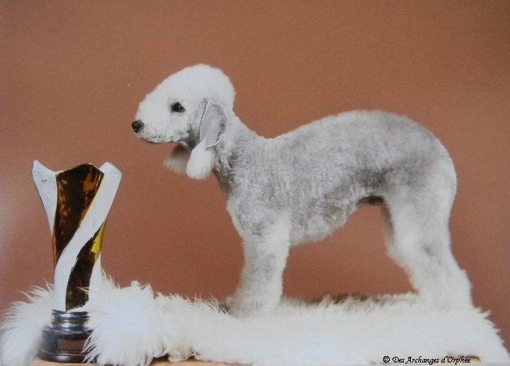 CH. toolbox Super trouper dite olga - Double Championne Jeune du Luxembourg