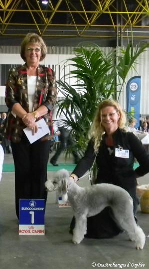 CH. toolbox Super trouper dite olga - BOS/ Meilleure femelle, CACIB & CAC.