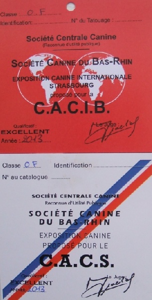 CH. toolbox Super trouper dite olga - CAC, CACIB, BOB /meilleure de race et BOG short list 6.