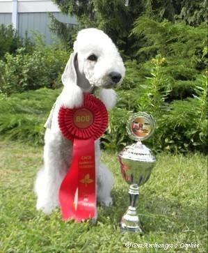 CH. toolbox Super trouper dite olga - Saarlandjugendsiegerin/CH. de Sarre Jeune & BOB/Meilleure de race.