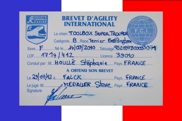 CH. toolbox Super trouper dite olga - Brevet international d'Agility FCI.