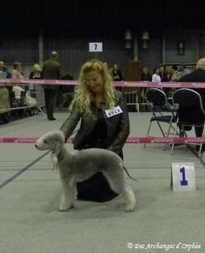 CH. toolbox Super trouper dite olga - BOB /Meilleure de race, CACIB + CAC