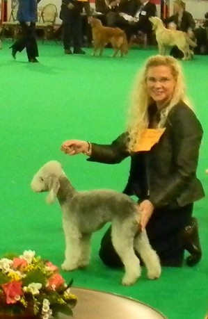 CH. toolbox Super trouper dite olga - Best of Breed, Meilleur Puppy de la race - Très prometteur