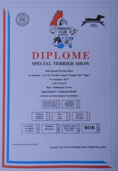 CH. toolbox Super trouper dite olga - BOB /Meilleure de race, Meilleure femelle, 1ère Excellent en classe Honneur.