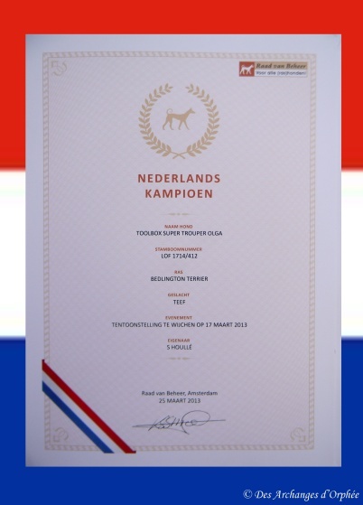 CH. toolbox Super trouper dite olga - Championne des Pays-bas.