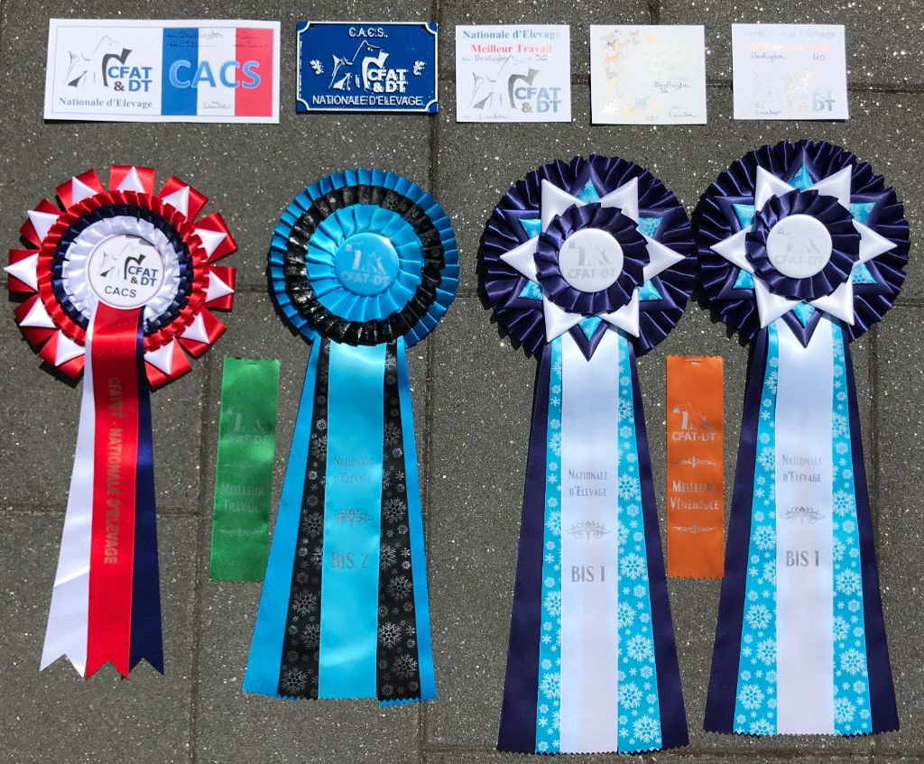 CH. toolbox Super trouper dite olga - Meilleure cl.Vénérable, BIS Vénérable, BIS Paire