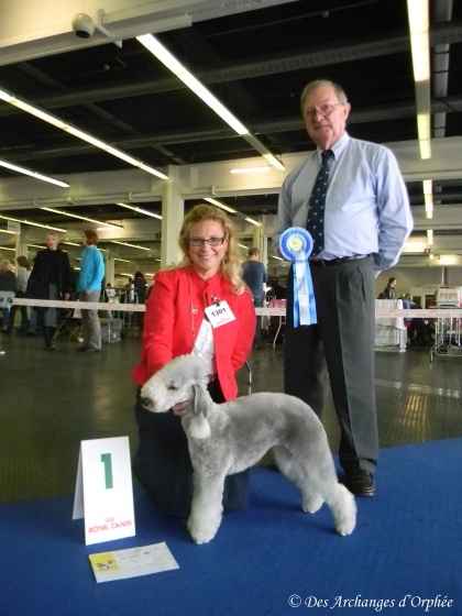 CH. toolbox Super trouper dite olga - BOB /Meilleure de race, CACIB + CACS