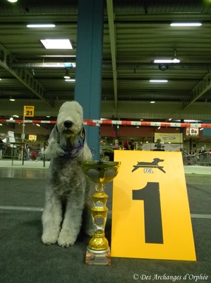 CH. toolbox Super trouper dite olga - RCACIB, CACL, 1ère Excellent en classe Champion.