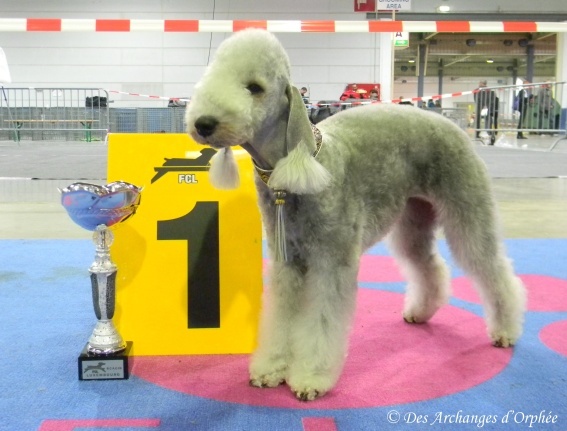 CH. toolbox Super trouper dite olga - 1ère Excellent - CACL + RCACIB.