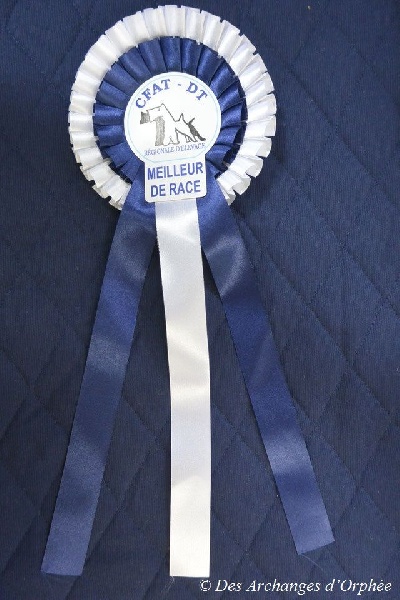 CH. toolbox Super trouper dite olga - 1ère Exc Cl Champion, meilleur Terrier Champion et meilleure paire avec Jaslane