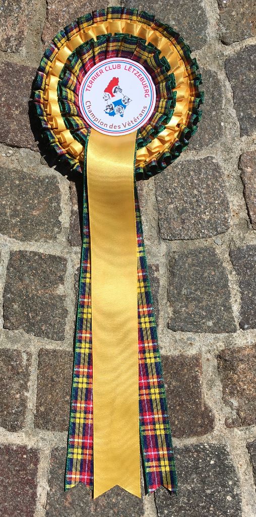 CH. toolbox Super trouper dite olga - 1er Exc., Meilleur Vétéran, Championne du Luxembourg Vétéran Terrier Club.
