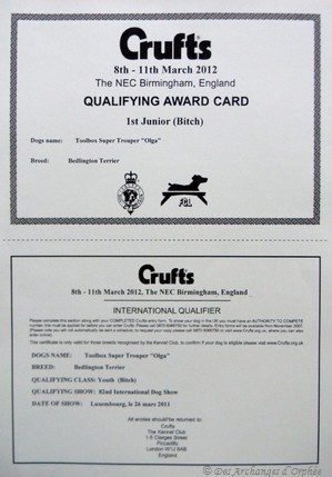CH. toolbox Super trouper dite olga - Qualificatif pour la Crufts 2012.