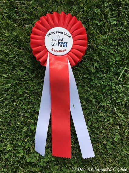 CH. toolbox Super trouper dite olga - 180 Pts, Excellent