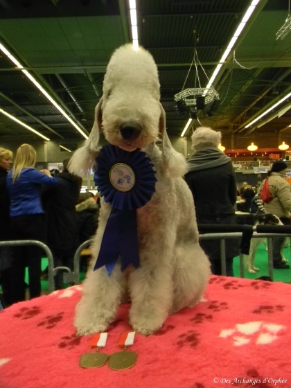 CH. toolbox Super trouper dite olga - BOB /Meilleure de race, CACIB + CAC