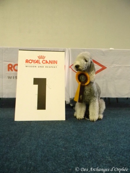 CH. toolbox Super trouper dite olga - RCACIB, CAC VDH & RCAC KfT, 1ère Excellent en classe Ouverte.