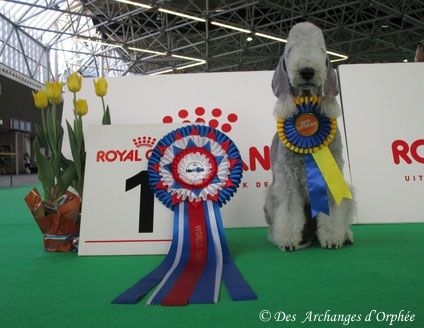 CH. toolbox Super trouper dite olga - BOB/ Meilleur de race Vétéran & Championne du Monde Vétéran