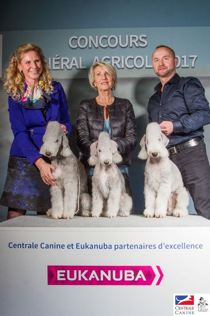 CH. toolbox Super trouper dite olga - Finaliste Meilleur Lot d'Affixe de Nationale d'Elevage