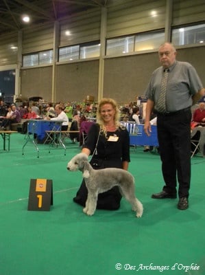 CH. toolbox Super trouper dite olga - BOS/Meilleure femelle, CACIB + CAC