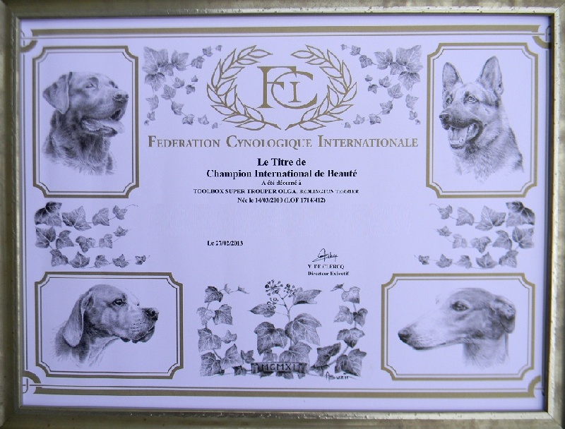 CH. toolbox Super trouper dite olga - Championne Internationale de Beauté.